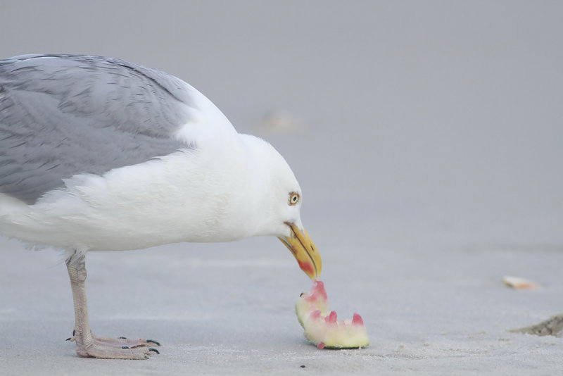 Herring Gull with watermelon