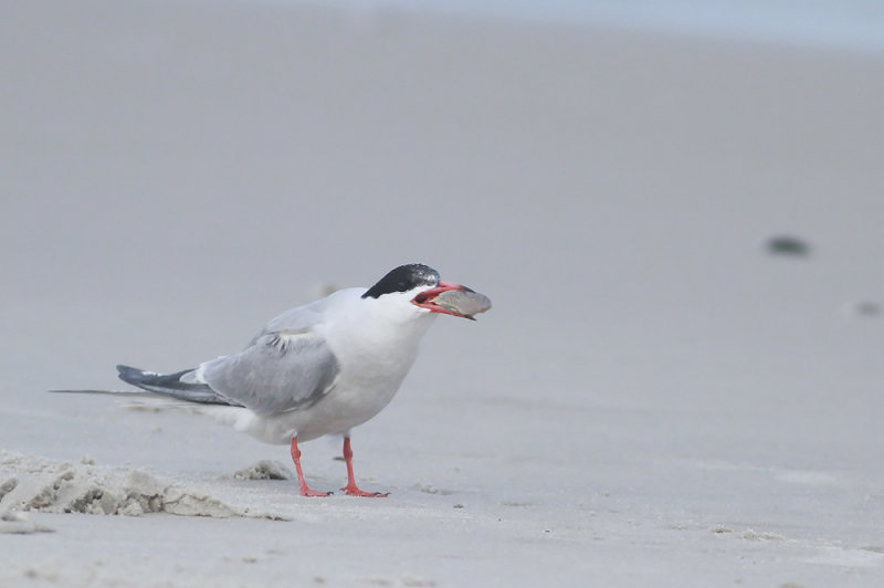 Common Tern