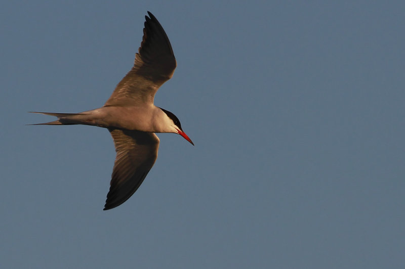 Common Tern