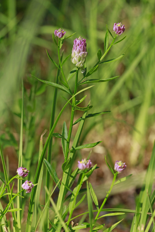 _MG_1040.jpg