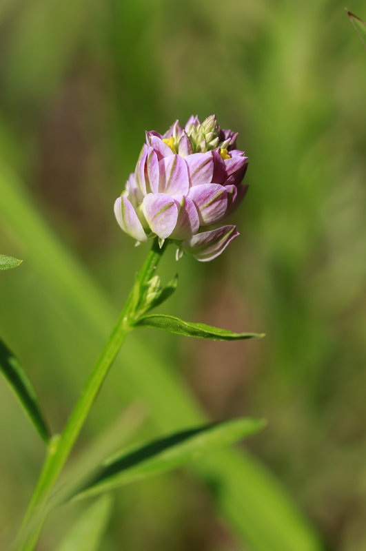 _MG_1042.jpg