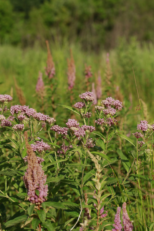 Swamp Milkweed and Steeplebush