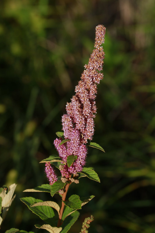 Spiraea tomentosa- Steeplebush