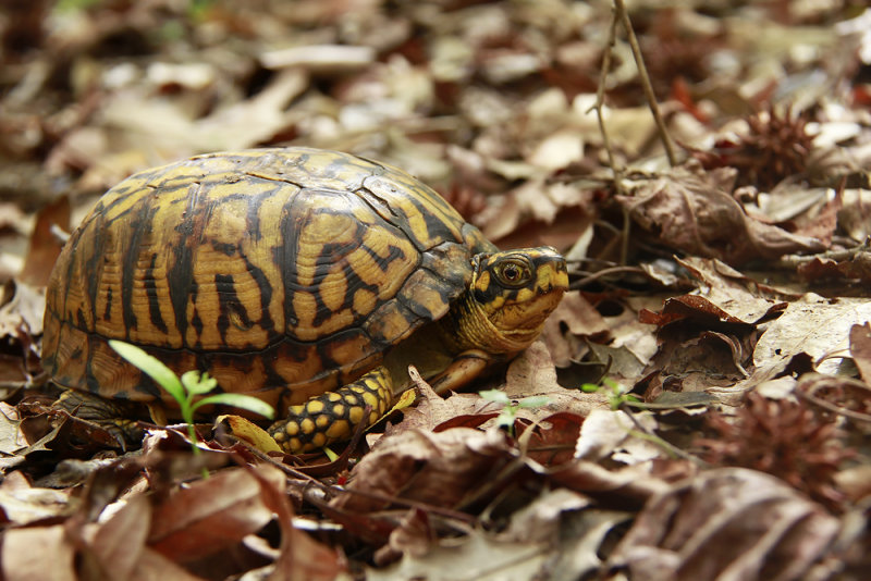 A very yellow female Box Turtle