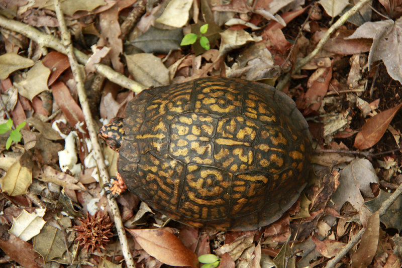 Box Turtle