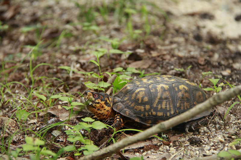 Box Turtle
