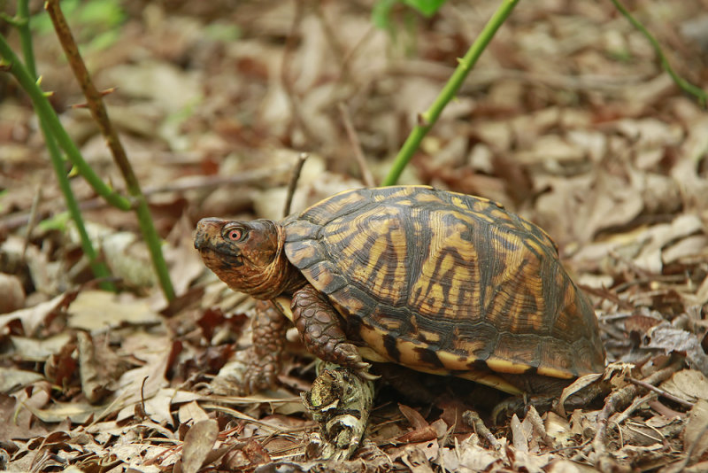 Box Turtle