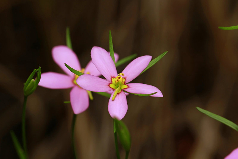 Sabatia campanulata- Slender Marsh Pink