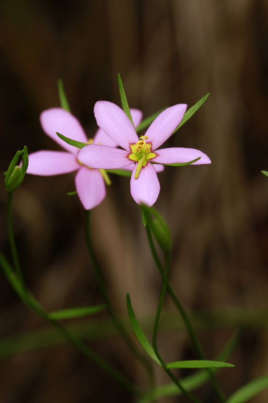 Sabatia campanulata- Slender Marsh Pink
