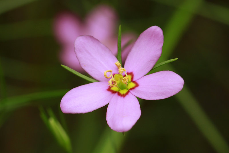 Sabatia campanulata- Slender Marsh Pink
