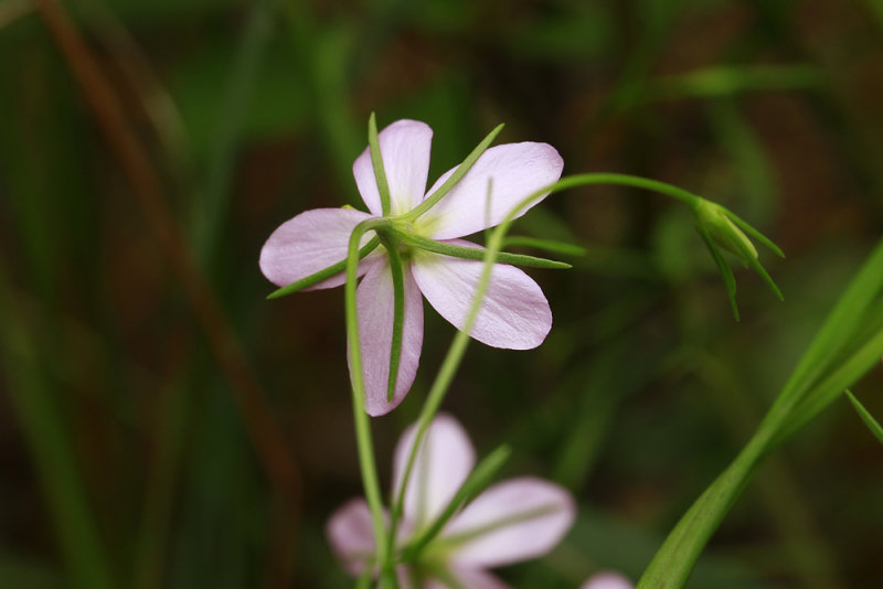 Sabatia campanulata- Slender Marsh Pink