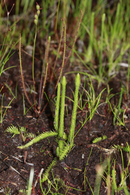 Lycopodium alopecuroides-Foxtail Clubmoss
