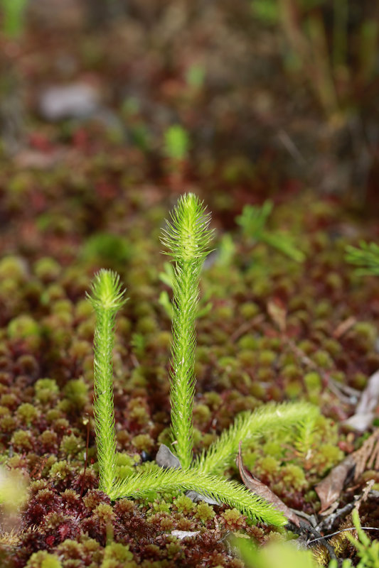Lycopodium alopecuroides-Foxtail Clubmoss