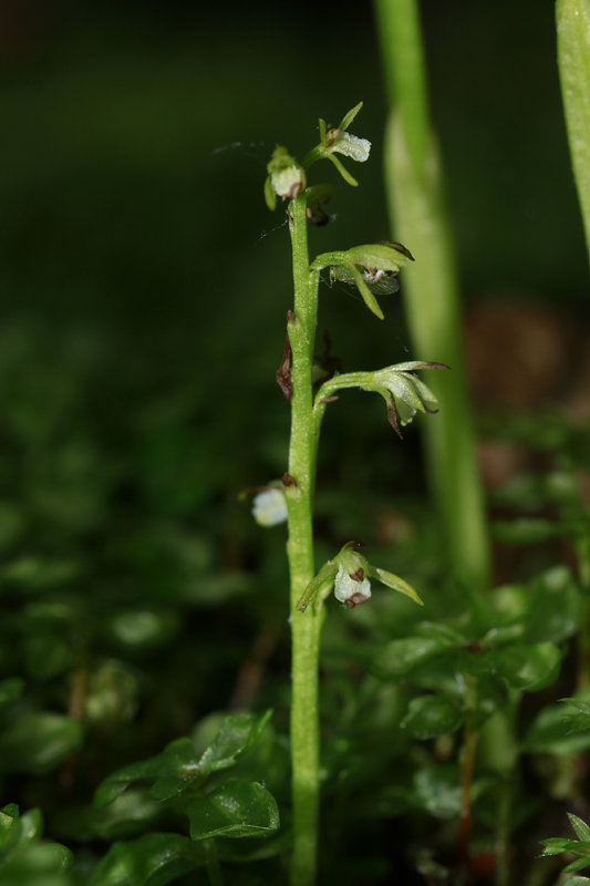 Corallorhiza trifida- Early Coralroot