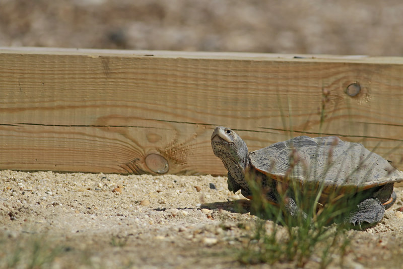 Diamondback Terrapin