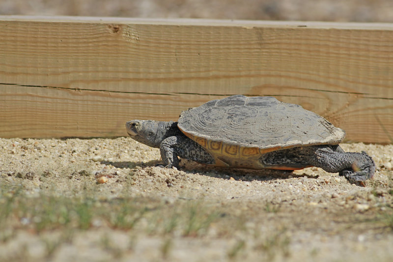 Diamondback Terrapin