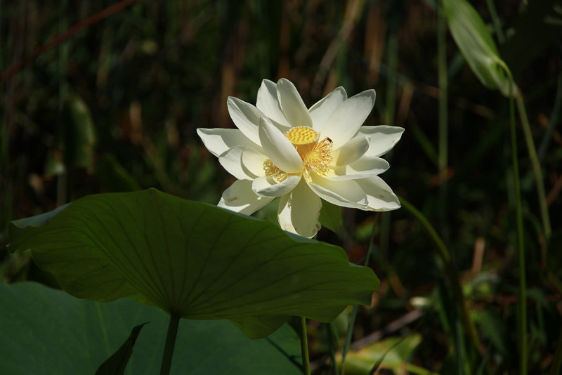 Nelumbo lutea- American Lotus