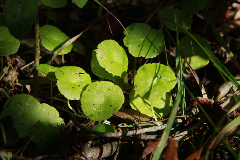 Hydrocotyle verticillata- Whorled Marsh Pennywort