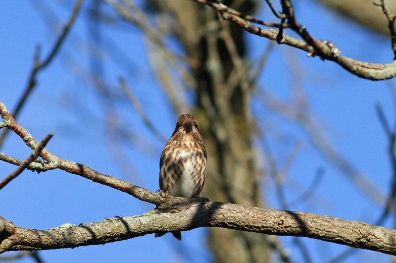 Purple Finch (imm. male)