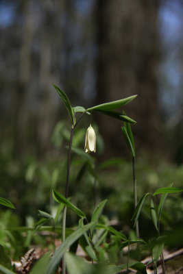 Uvularia sessifolia- Sessile Bellwort