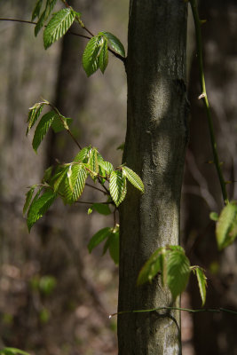 Carpinus caroliniana- Ironwood (Musclewood)