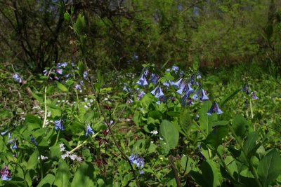 Mertensia virginica- Virginia Bluebells
