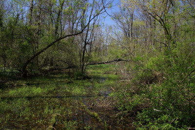 Marsh along the Crosswicks Creek