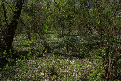 Claytonia virginica- Spring Beauty