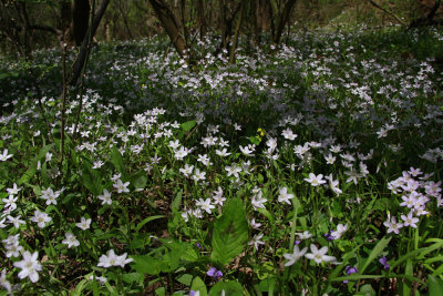Claytonia virginica- Spring Beauty
