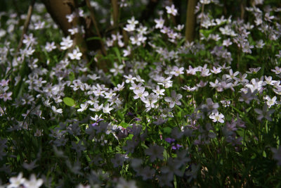 Claytonia virginica- Spring Beauty