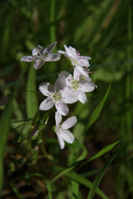 Claytonia virginica- Spring Beauty