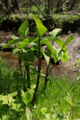 Arisaema triphyllum- Jack in the Pulpit