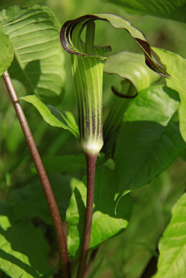Arisaema triphyllum- Jack in the Pulpit