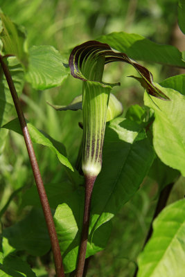 Arisaema triphyllum- Jack in the Pulpit