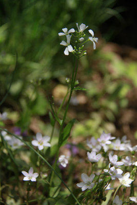 Cardamine bulbosa- Spring Cress
