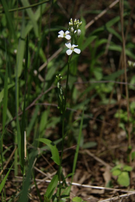 Cardamine bulbosa- Spring Cress