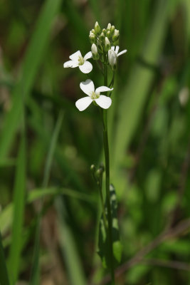 Cardamine bulbosa- Spring Cress