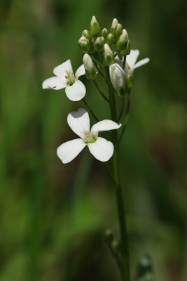 Cardamine bulbosa- Spring Cress