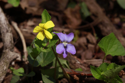 Viola sororia and V. pubescens