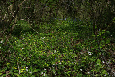 Viola pubescens- Downy Yellow Violet