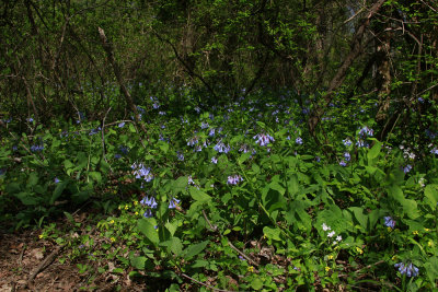 Mertensia virginica- Virginia Bluebells