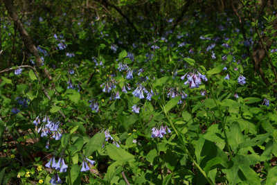 Mertensia virginica- Virginia Bluebells
