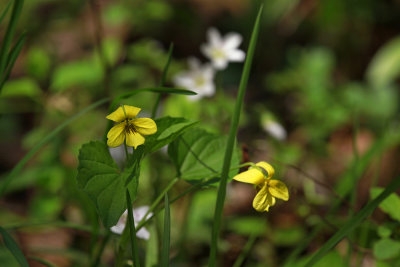 Viola pubescens- Downy Yellow Violet