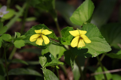 Viola pubescens- Downy Yellow Violet