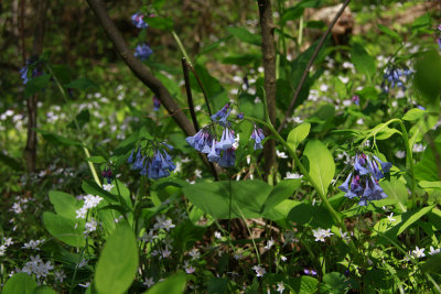 Mertensia virginica- Virginia Bluebells