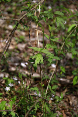 Clematis virginica- Virgin's Bower
