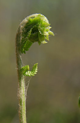 Osmunda cinnamomea- Cinnamon Fern