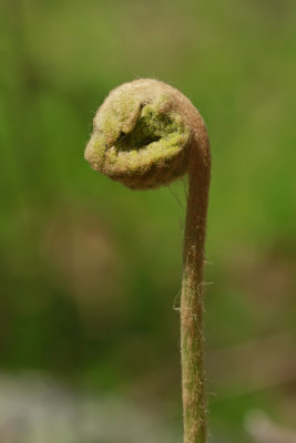 Osmunda cinnamomea- Cinnamon Fern