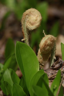 Osmunda cinnamomea- Cinnamon Fern