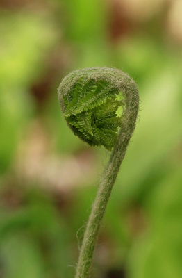 Osmunda cinnamomea- Cinnamon Fern